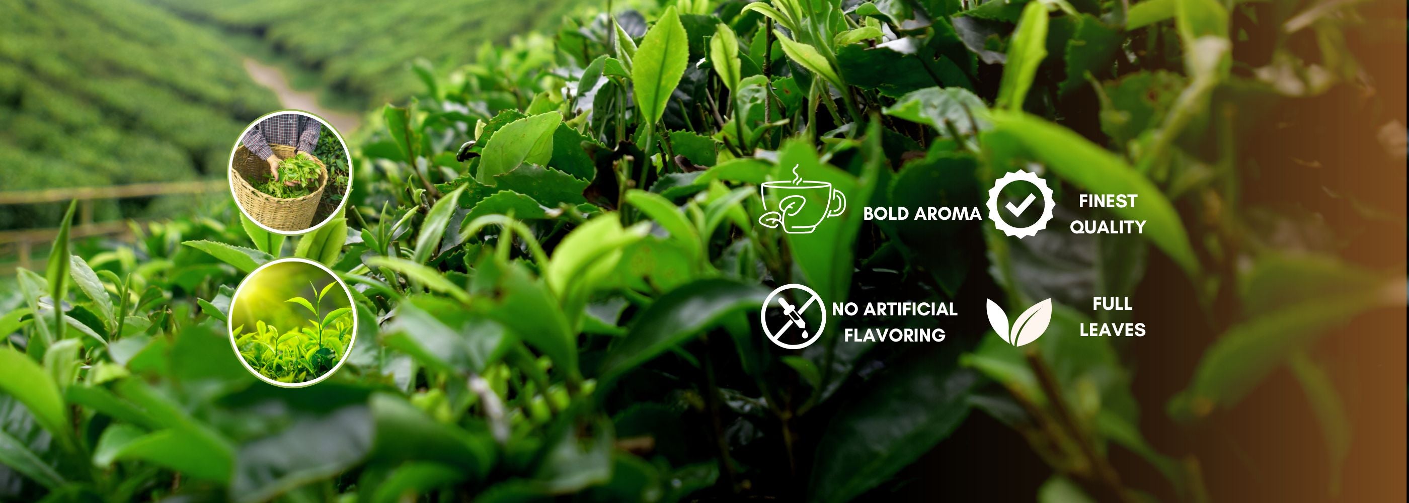 dewleap premium teas