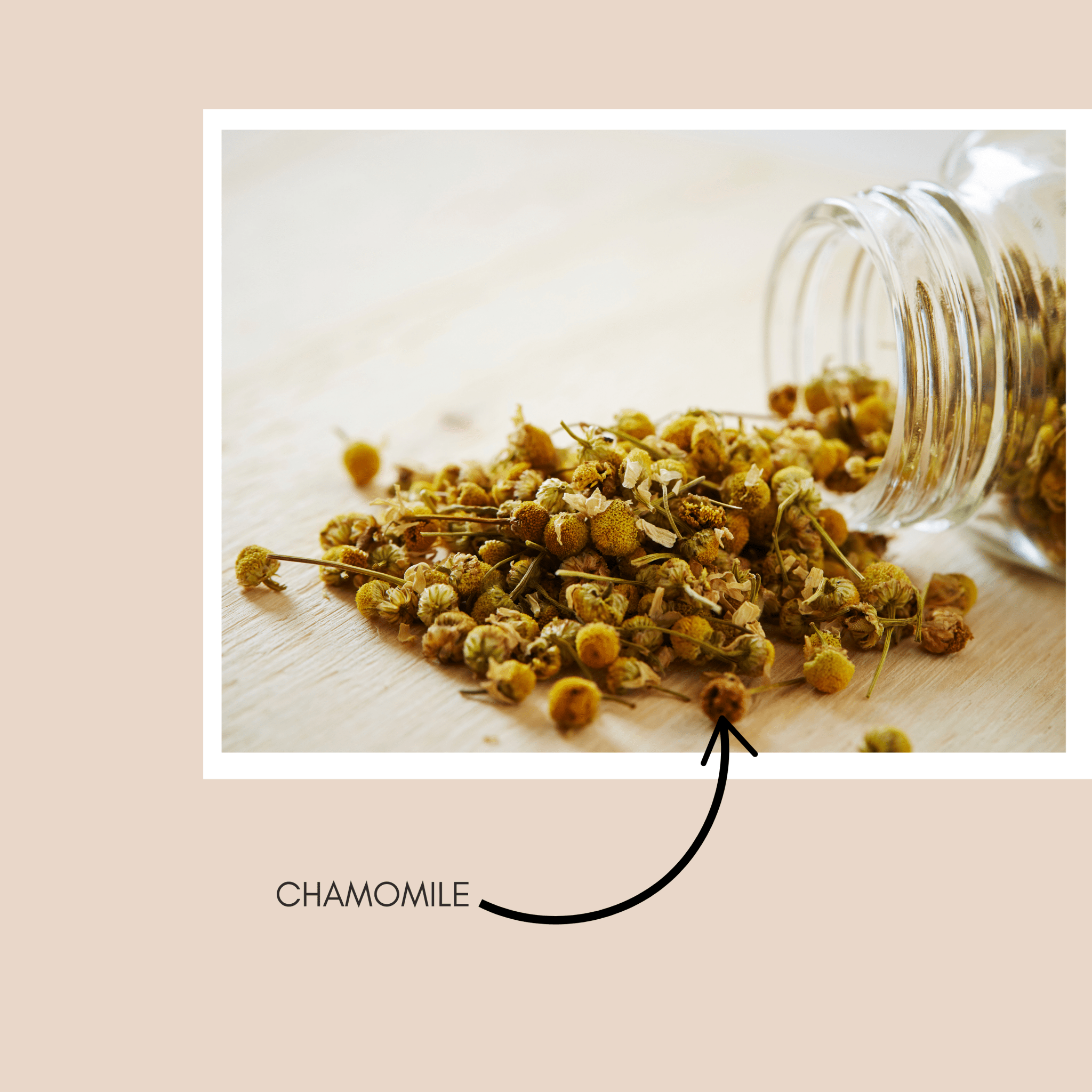 organic chamomile tea india