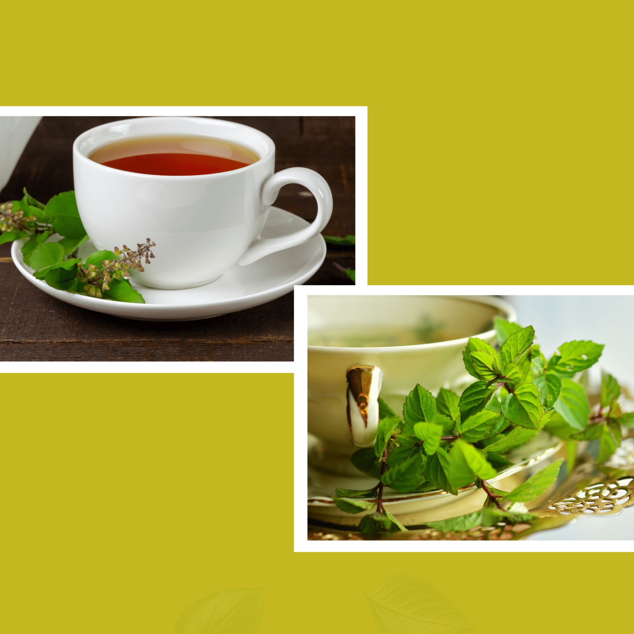 best tulsi green tea